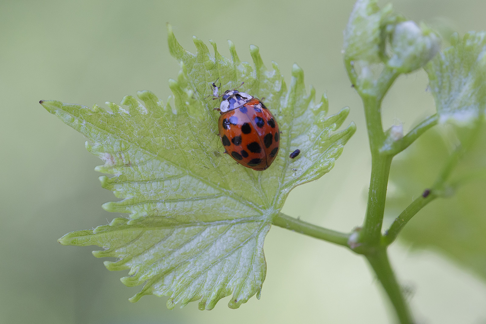 Coccinella