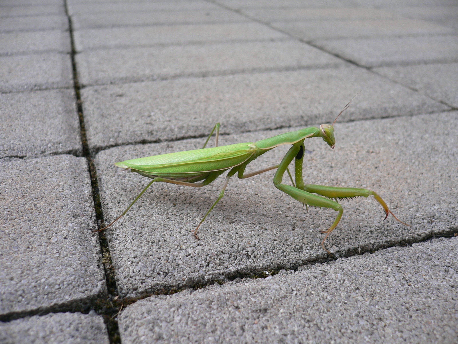 Val d'Orcia '22 - #2 - La Mantide d'Orcia