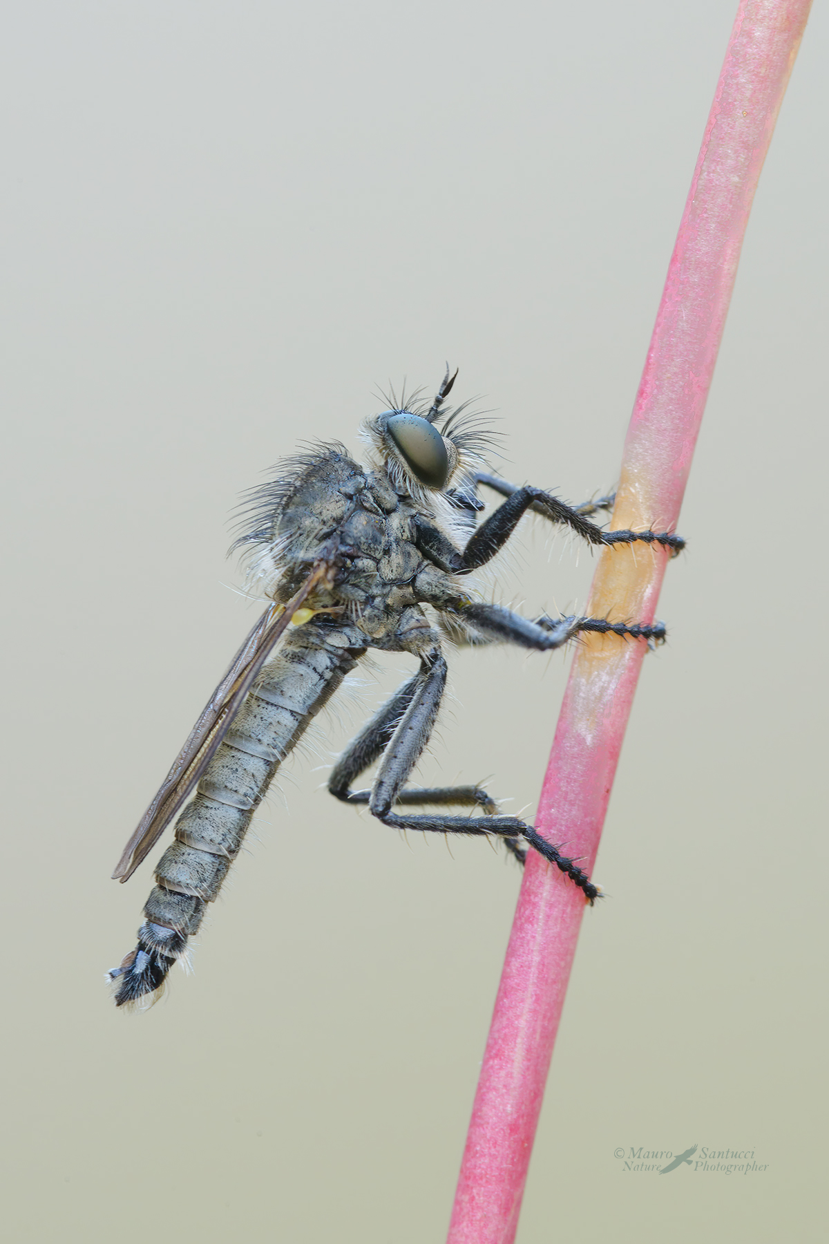 Tolmerus_asilidae_DSC5365