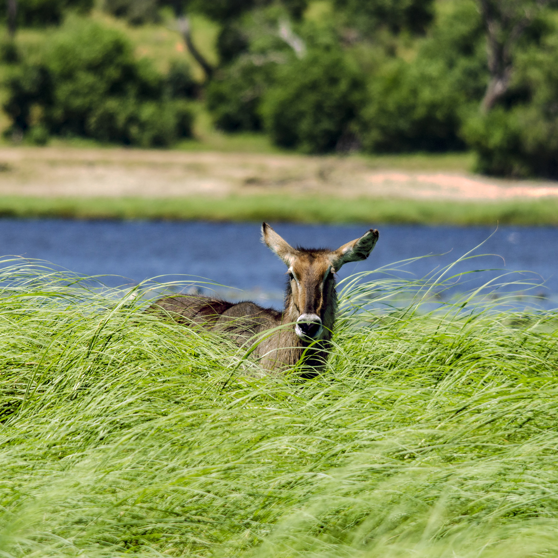 Waterbuck Antelope