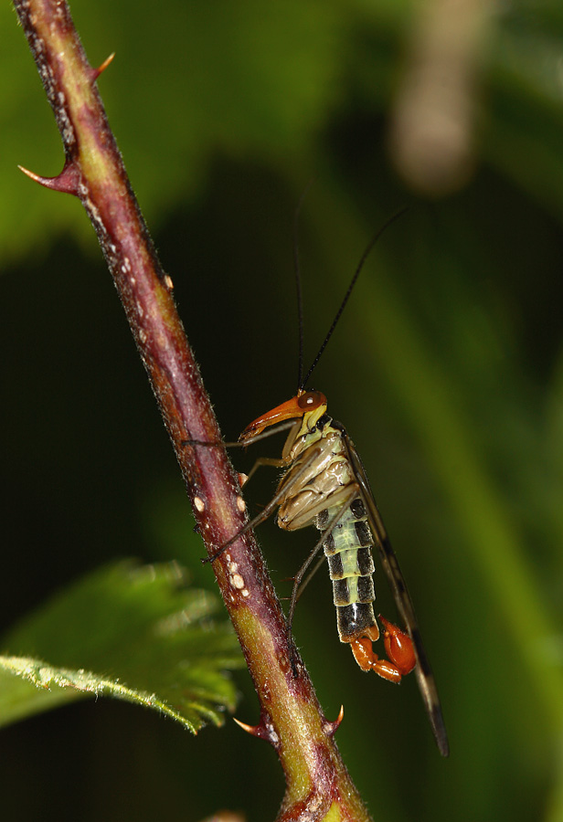 Panorpa communis (Mosaca scorpione)