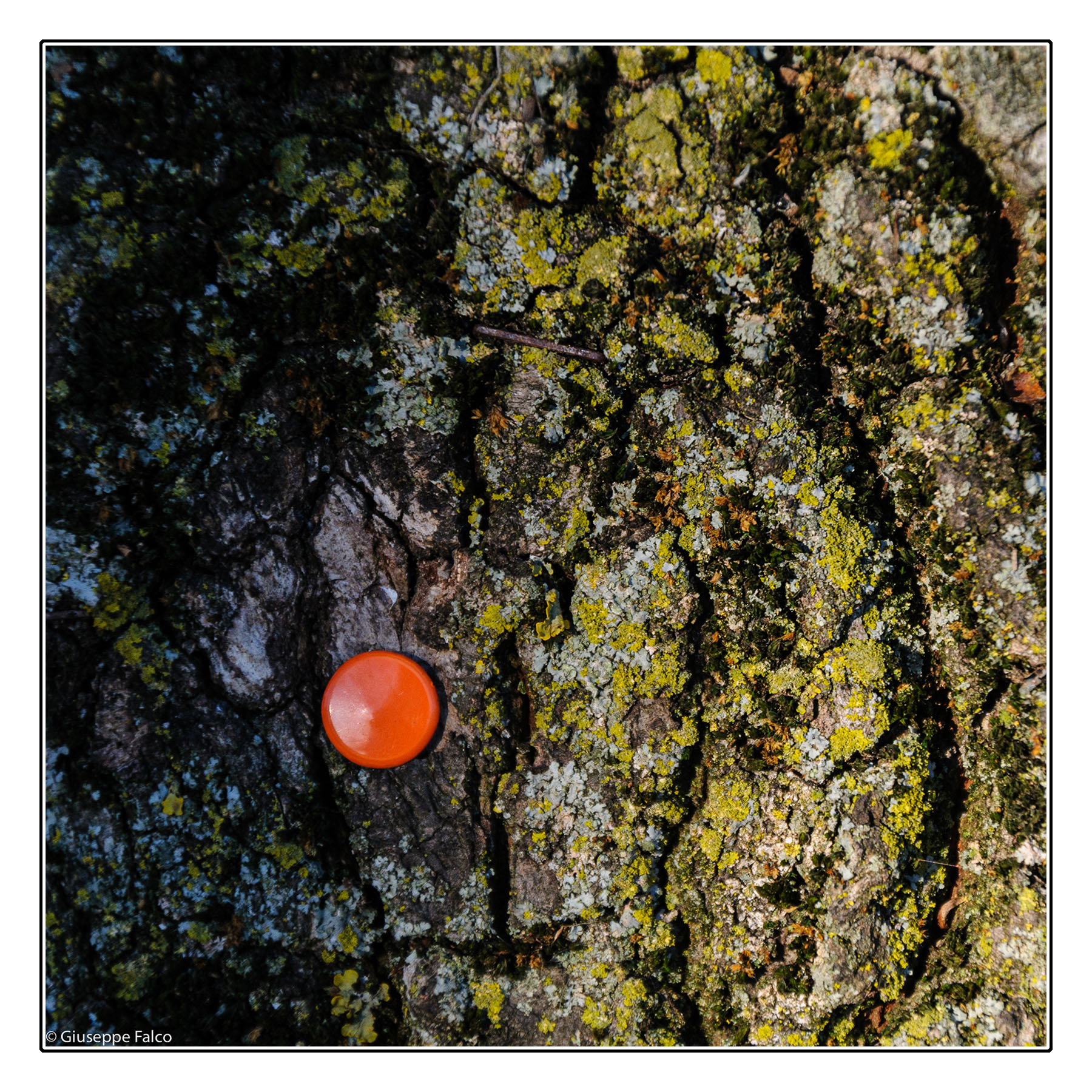 Una Punta di Arancio