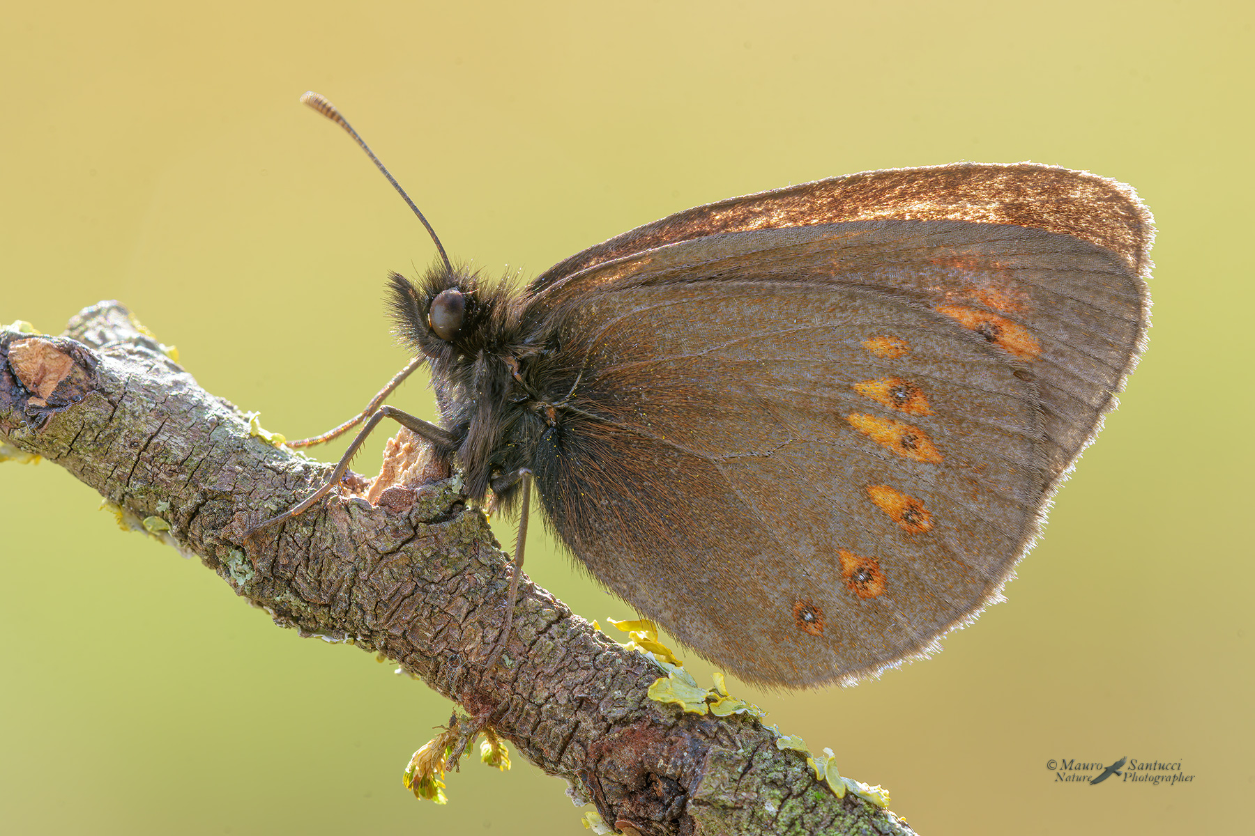 Erebia-alberganus_DSC7716