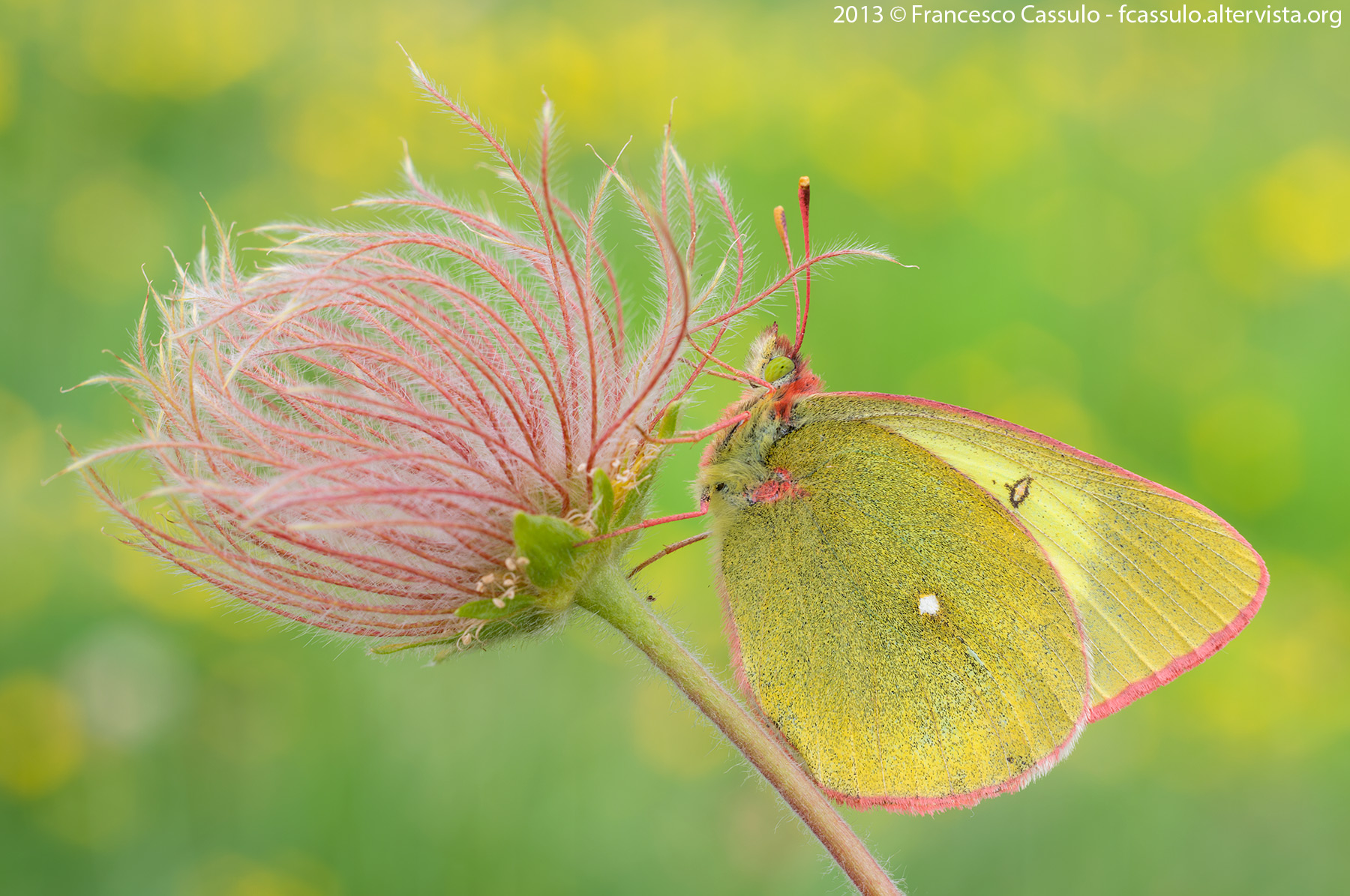 Colias Paleno