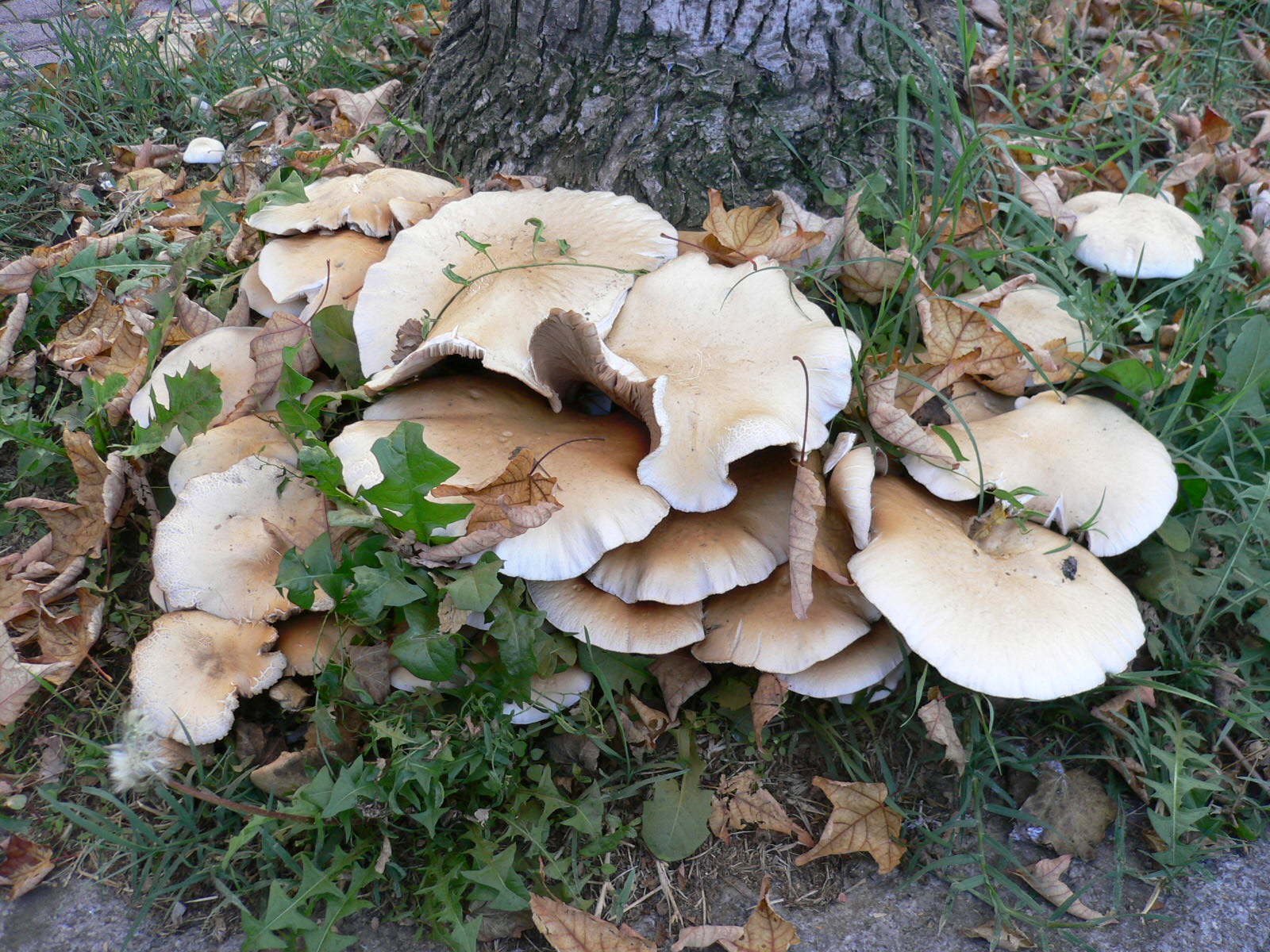 Proprio davanti a casa