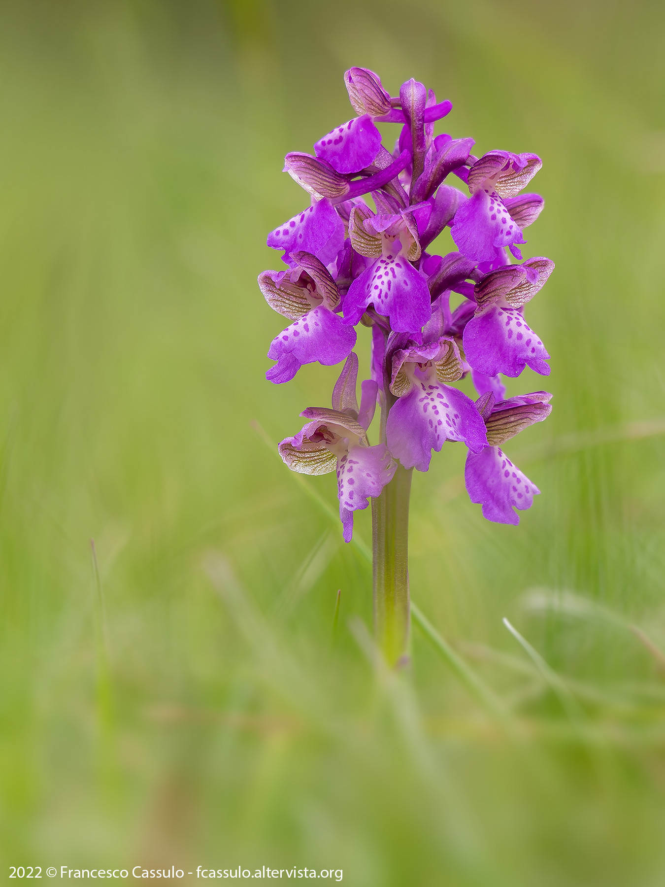 Anacamptis morio