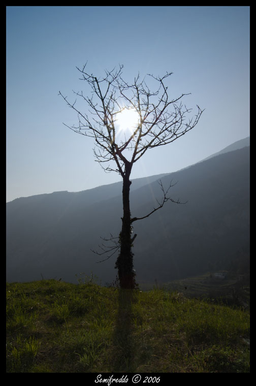 albero_controluce