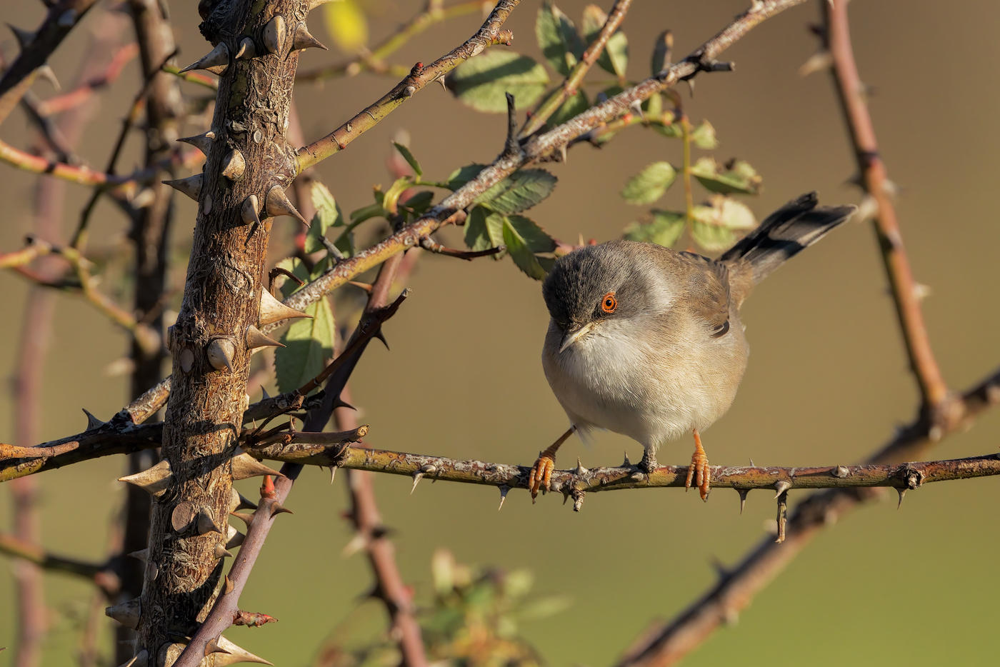 Occhiocotto (Sylvia melanocephala)