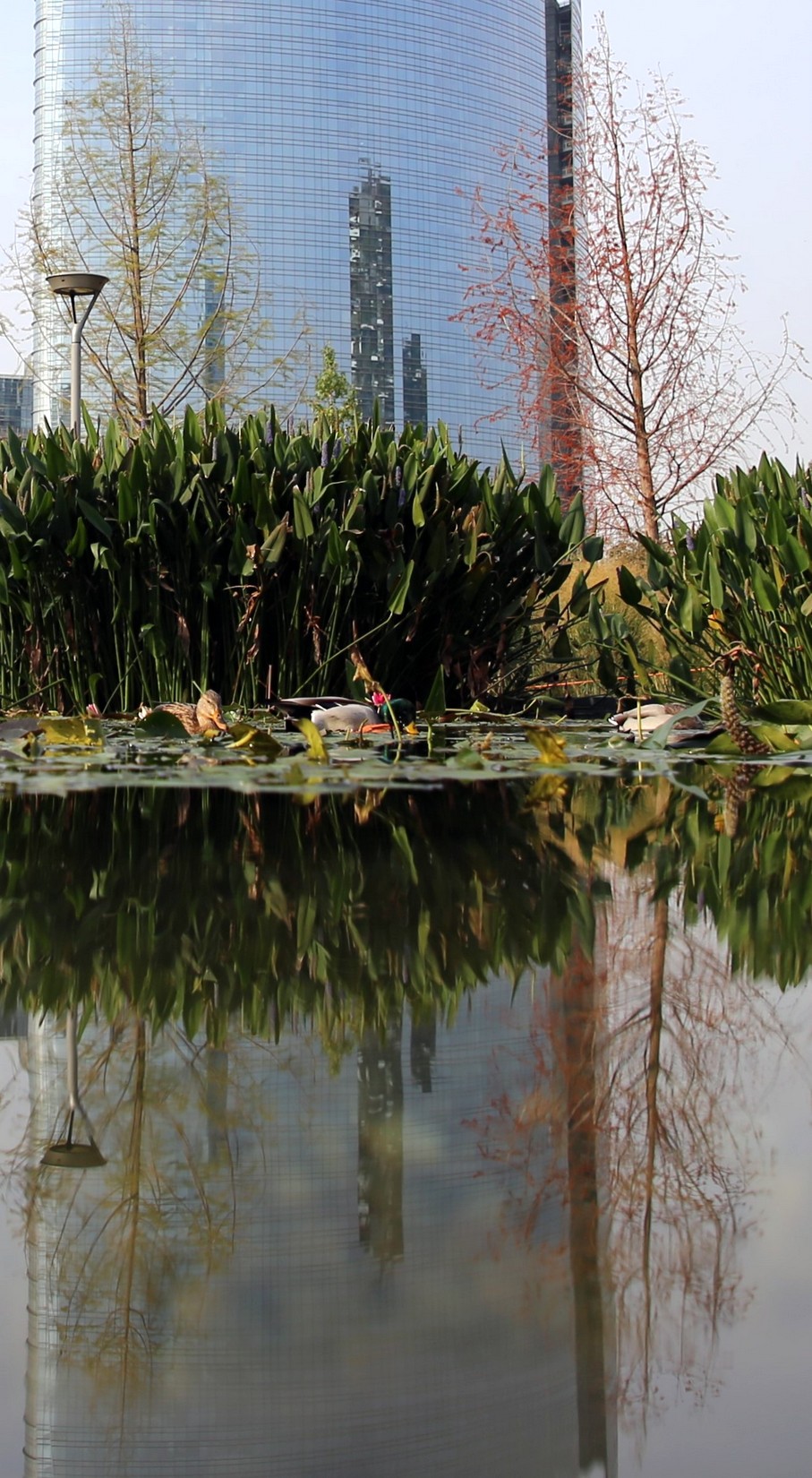 BOSCO VERTICALE E NON