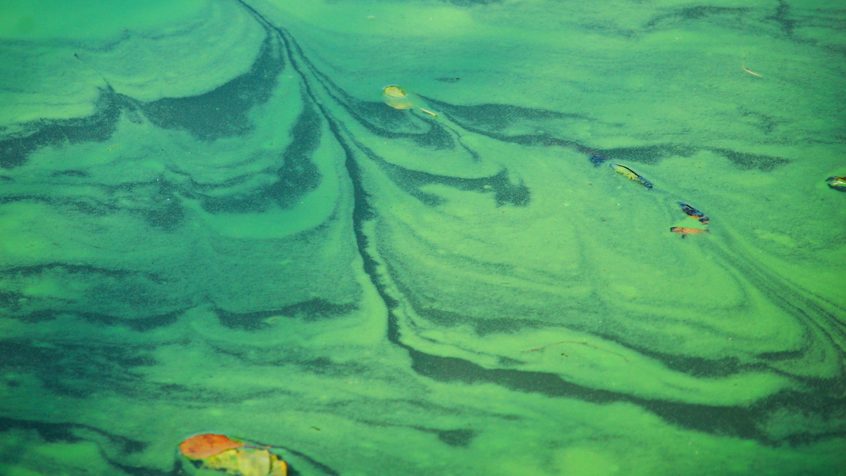 Disegni nello stagno