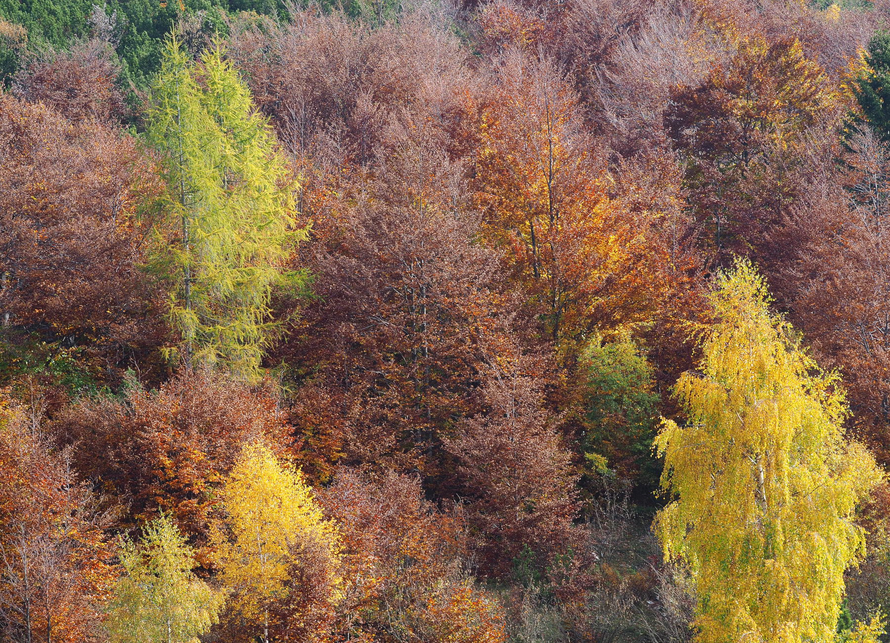 bosco misto d'autunno