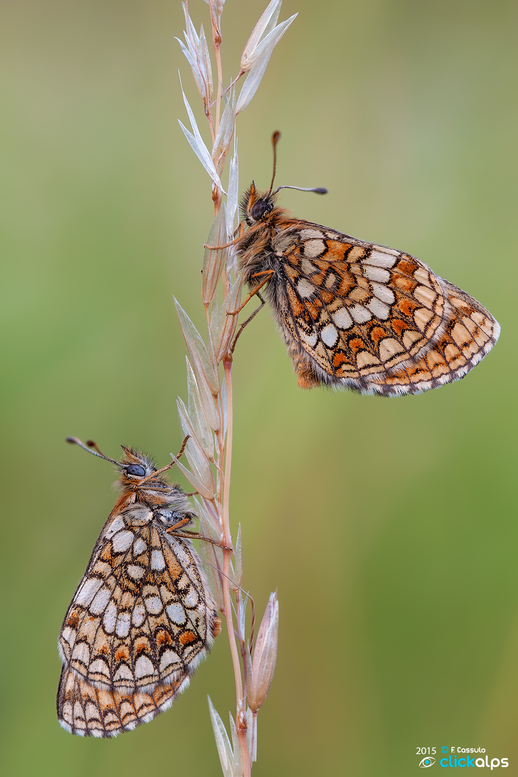 Melitaea athalia