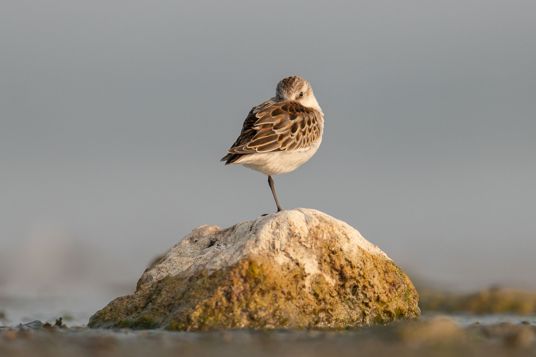 Piovanello pancianera