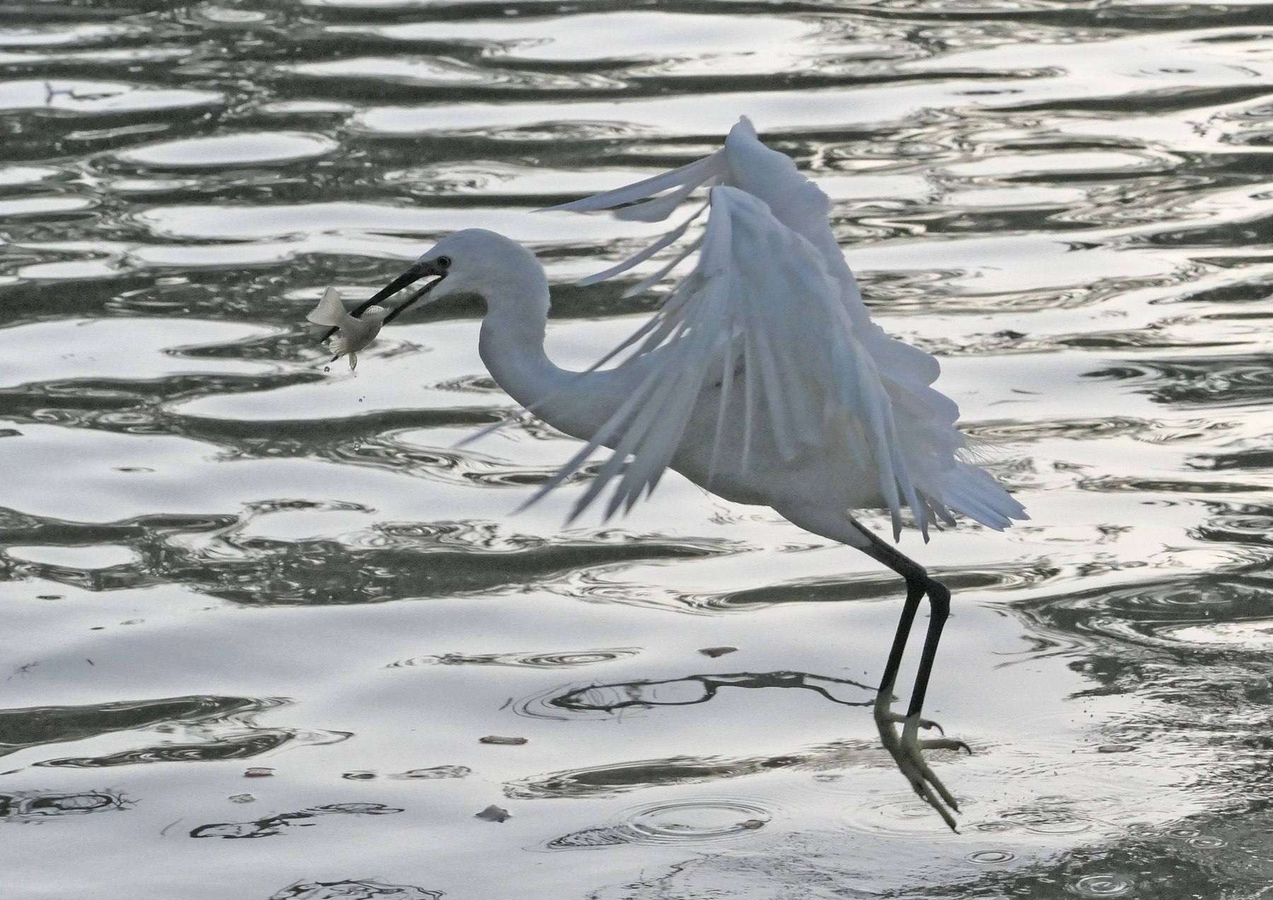 Si mangia!!! (Villa Borghese, Roma)