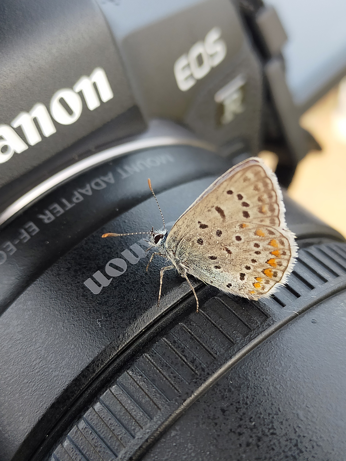 la licenide sceglie canon ...