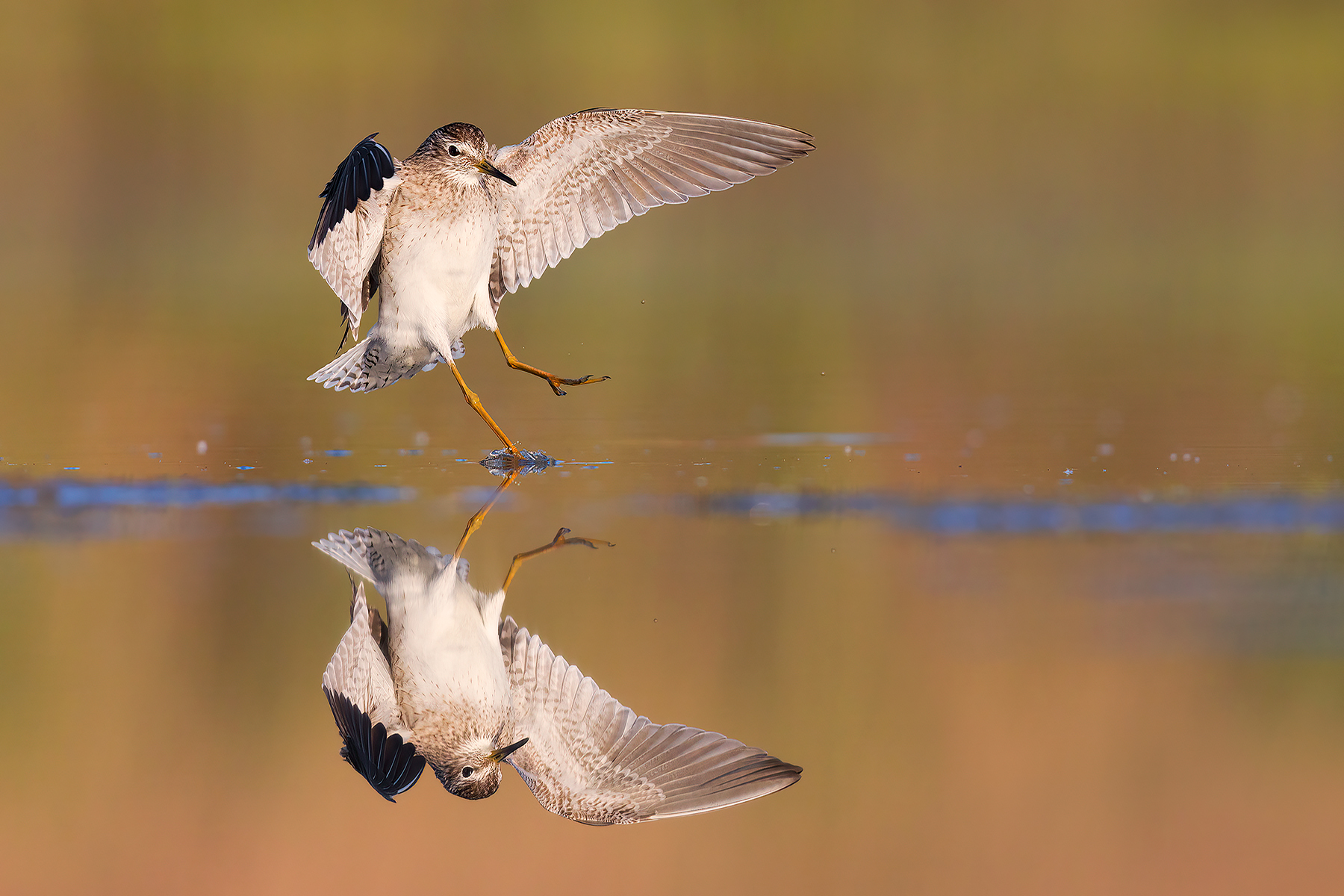 Piro Piro Boschereccio