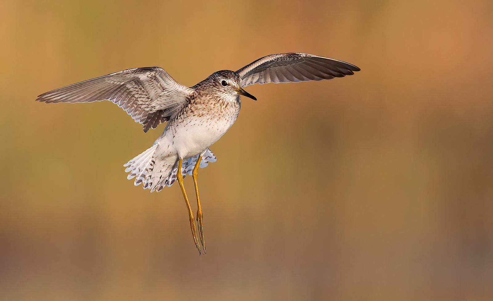 Piro Piro Boschereccio