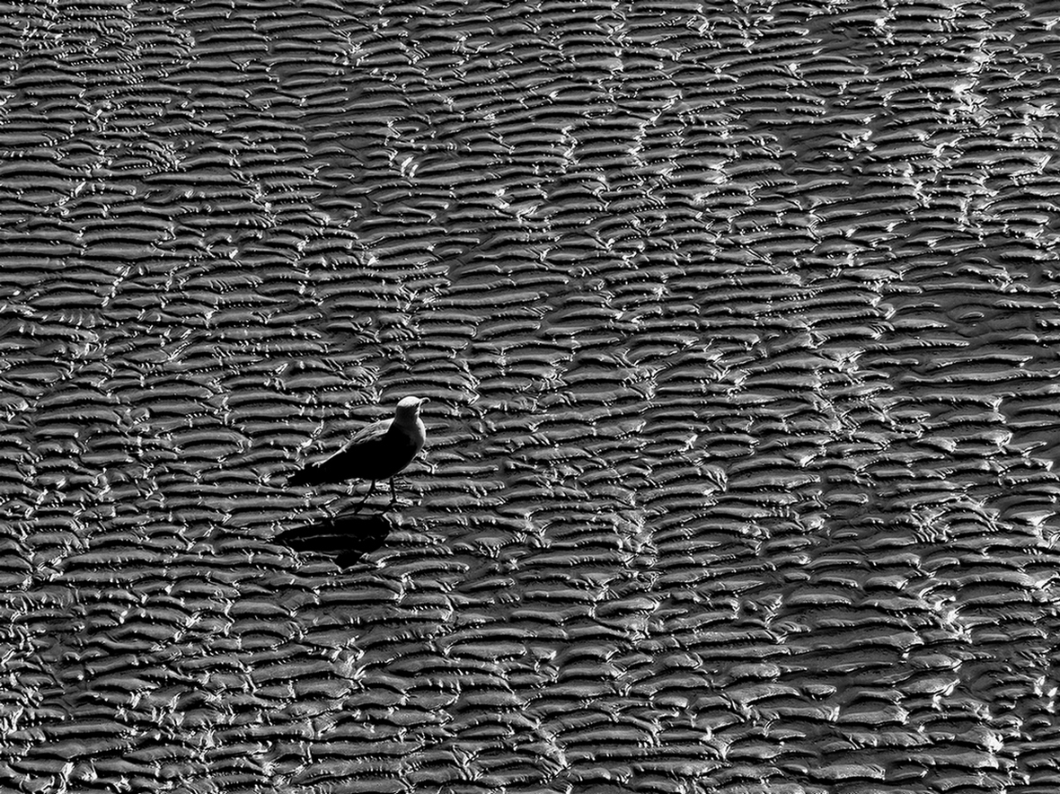 Bassa marea, a passeggio