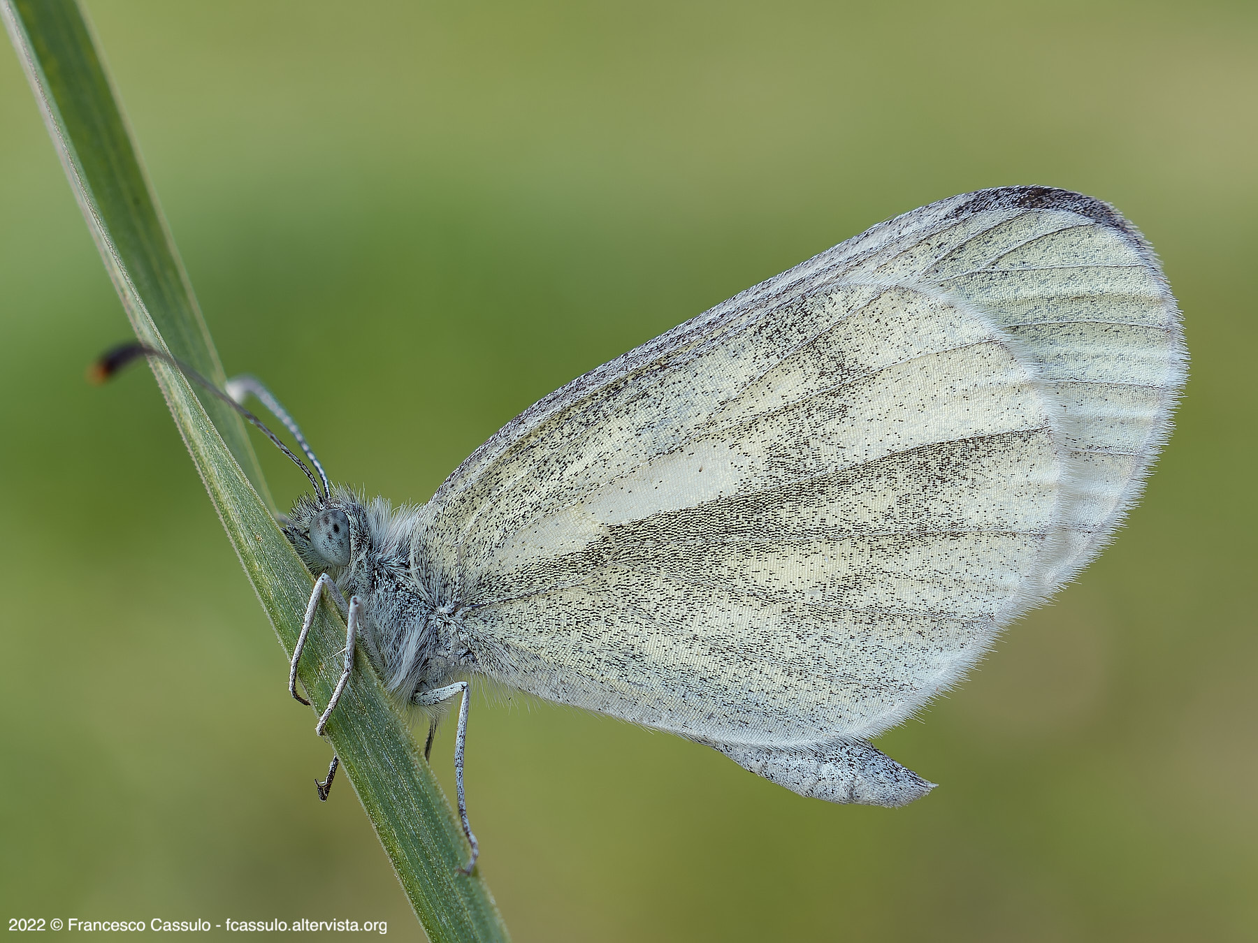 Leptidia sinapis + HD