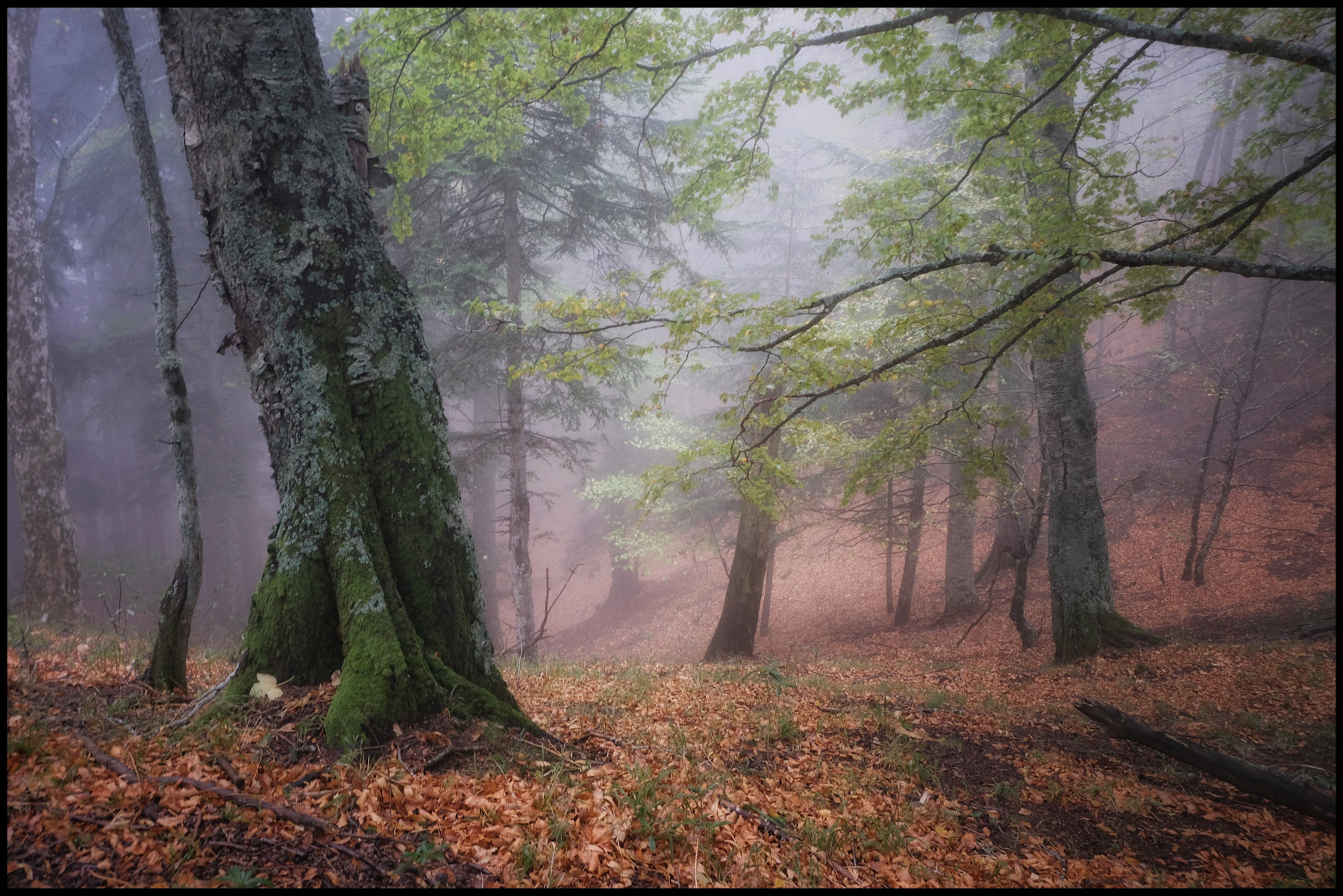 AAAA Cercasi Cappuccetto Rosso - 1