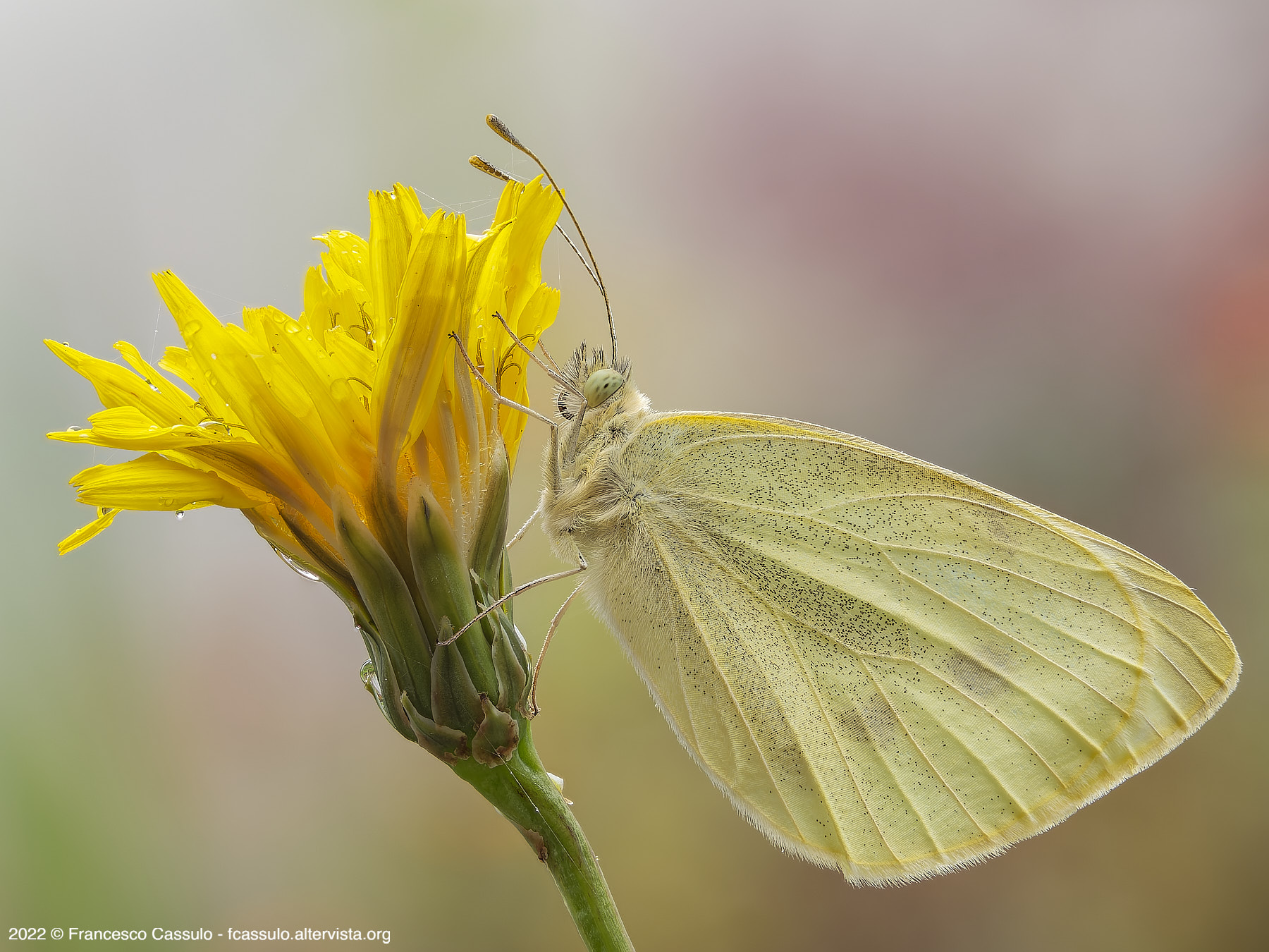 Pieris rapae (Cavolaia Minore)