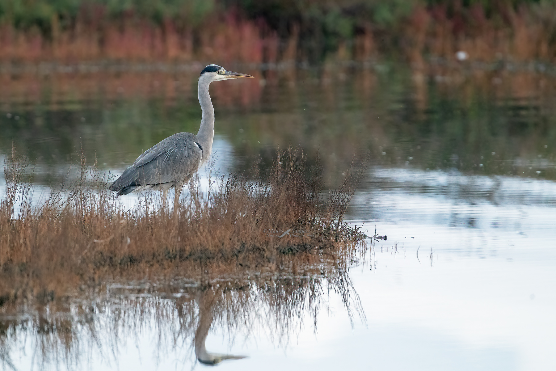 Airone-cenerino_prime-luci_DSC07794