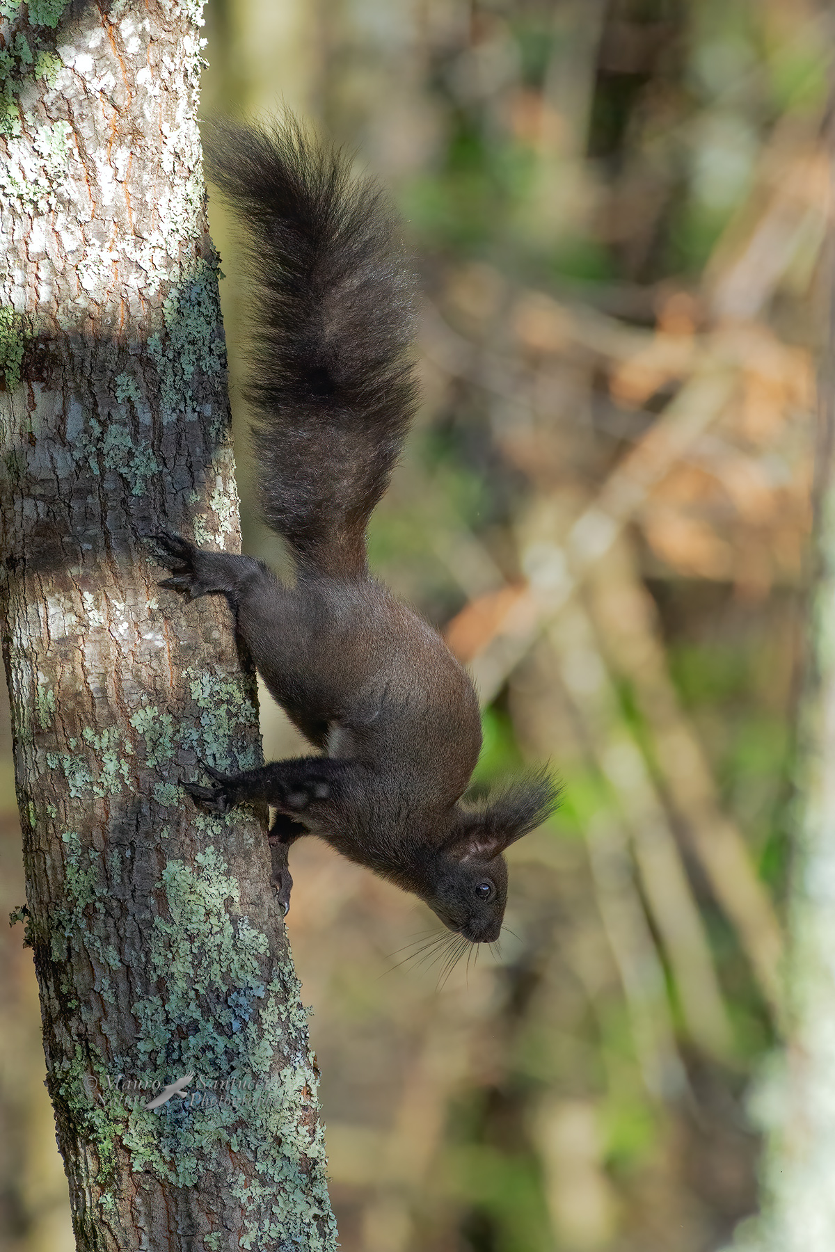 Scoiattolo-comune_DSC1757