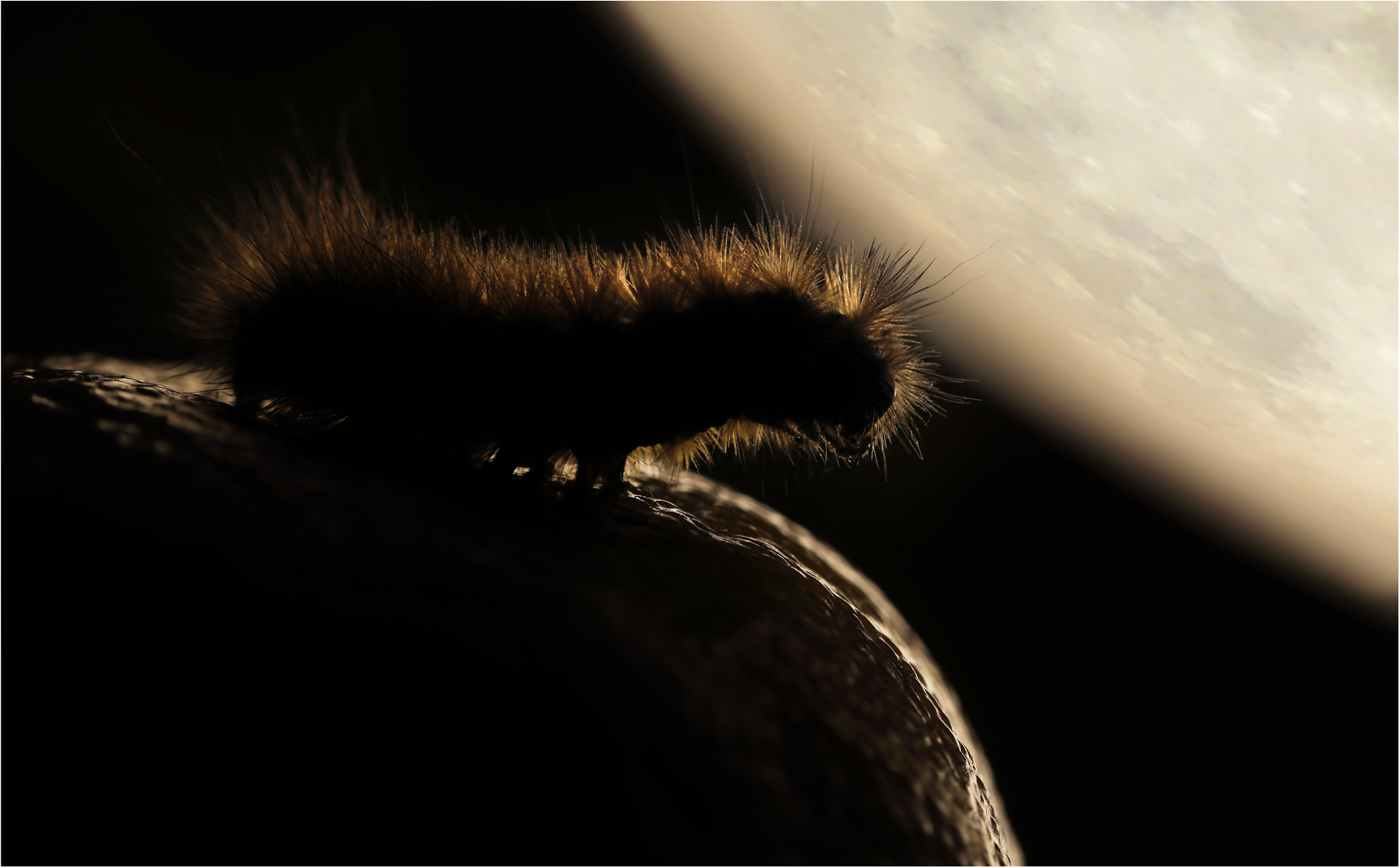 guardando alla luna...