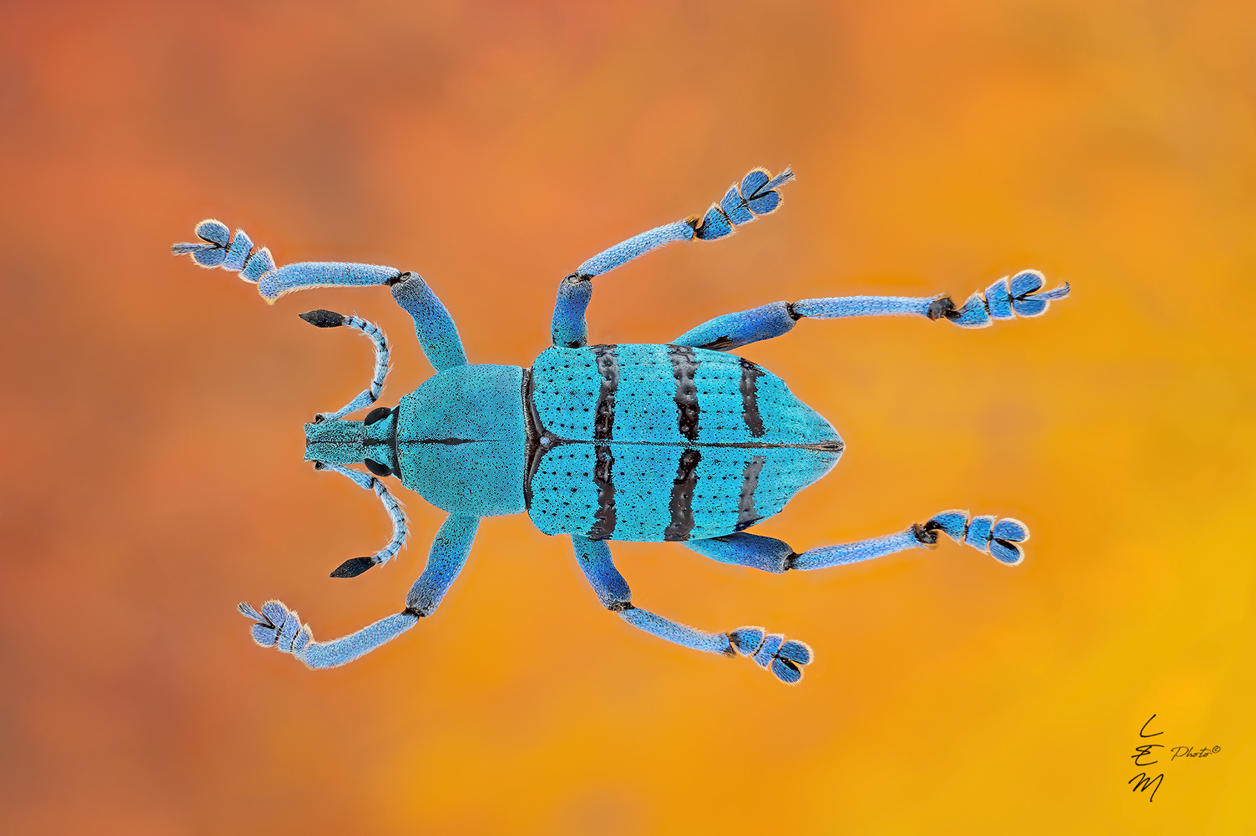 Eupholus geoffroyi (Gu�rin-M�neville, 1831)