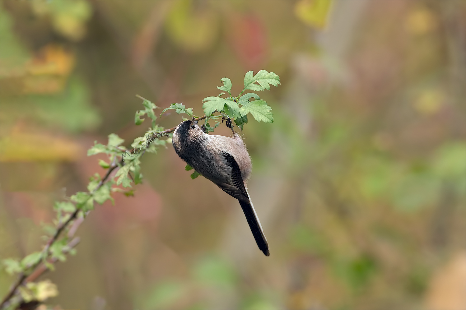 L'acrobata (Codibugnolo)