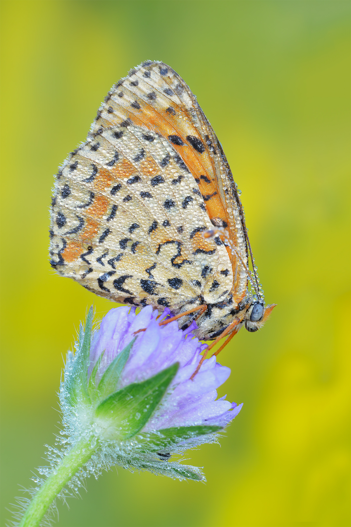 Melitaea didyma