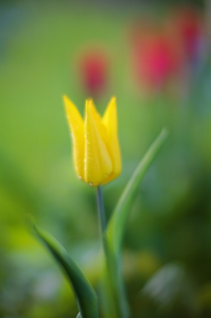 tuliyellow1