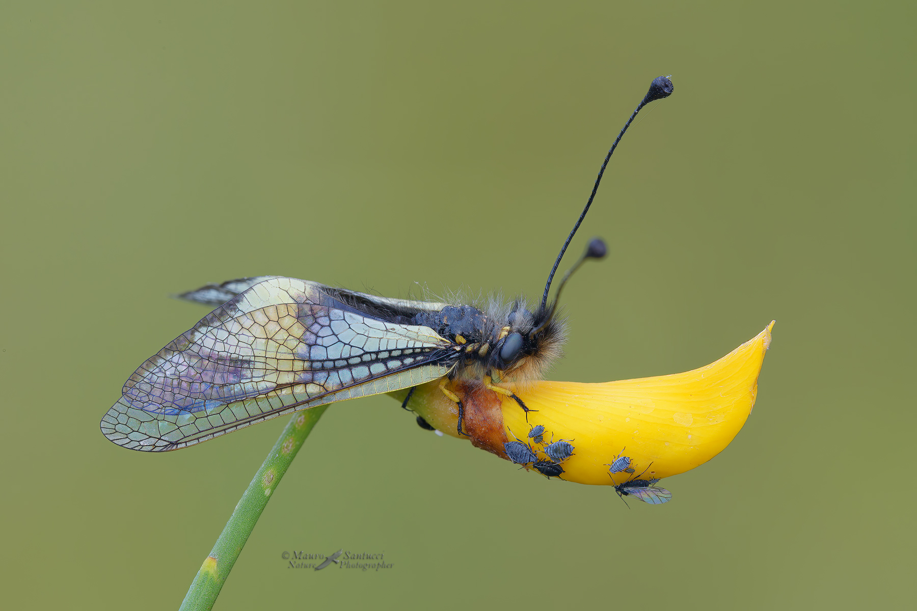 Libelloides-coccajus_DSC9995