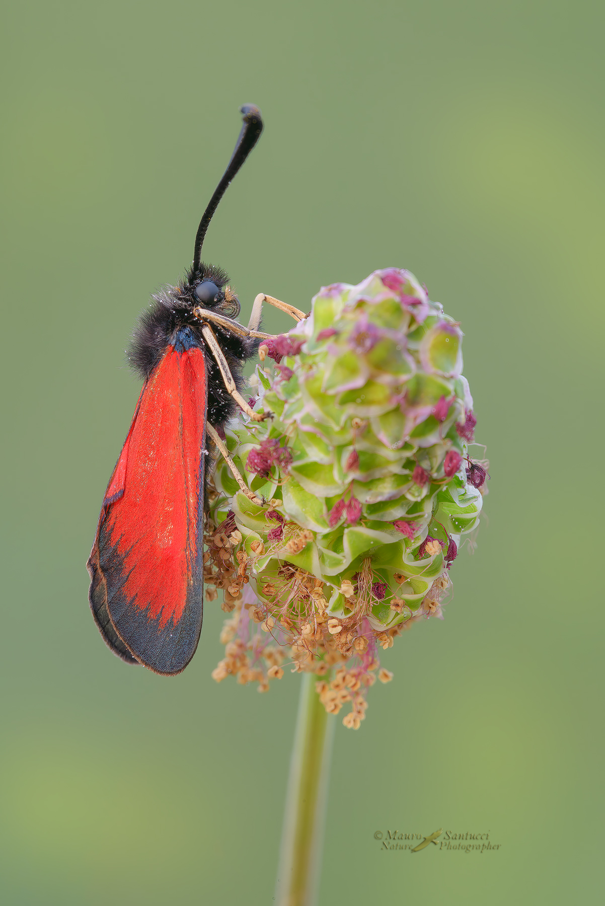 Zygaena-rubicundus-_DSC9889