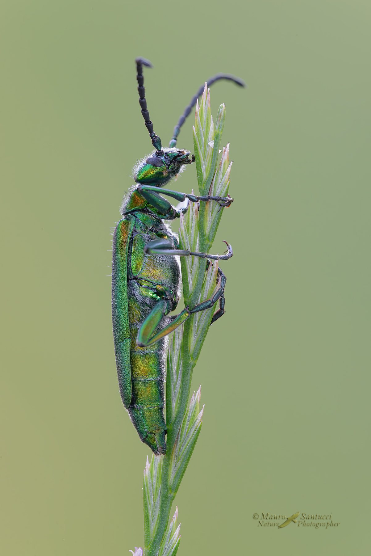 Lytta-vesicatoria_DSC9743