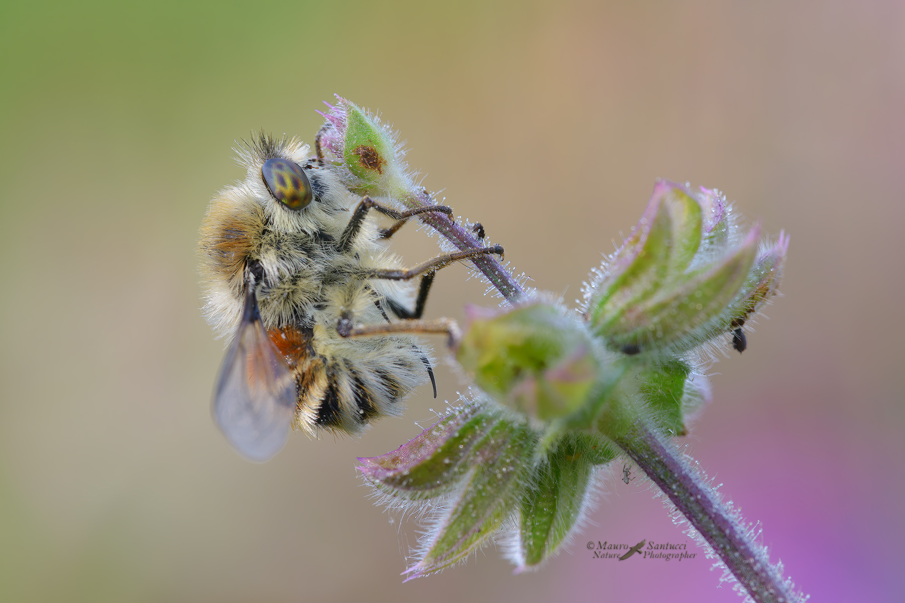 Fallenia-fasciata-femmina-_DSC9951