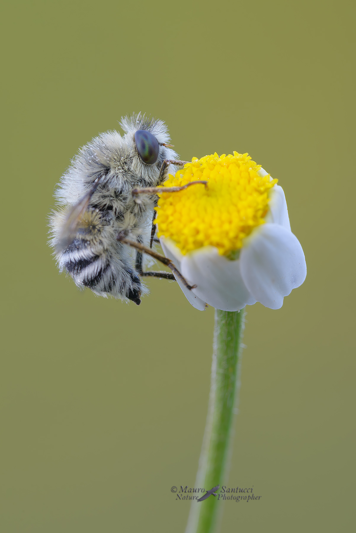 Fallenia-fasciata-maschio_DSC9940