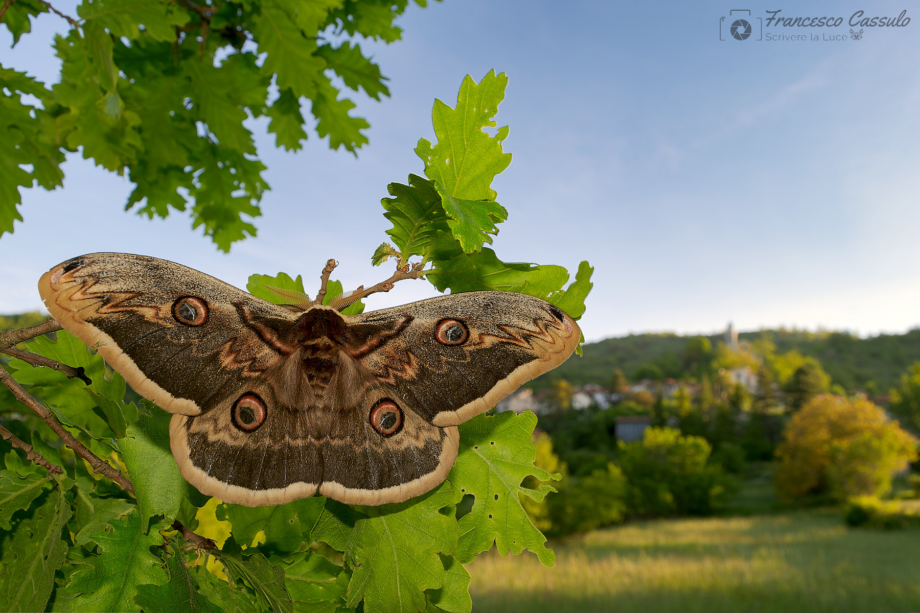 Saturnia pyri (Saturnia del Pero)