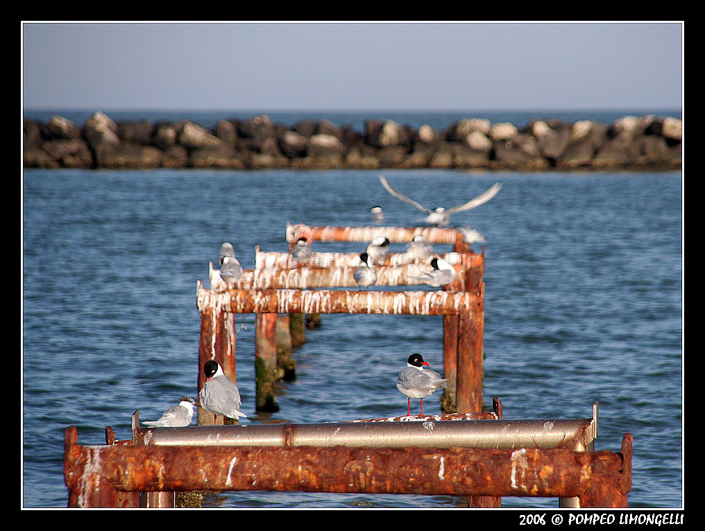 Atletica leggera - 50mt Ostacoli