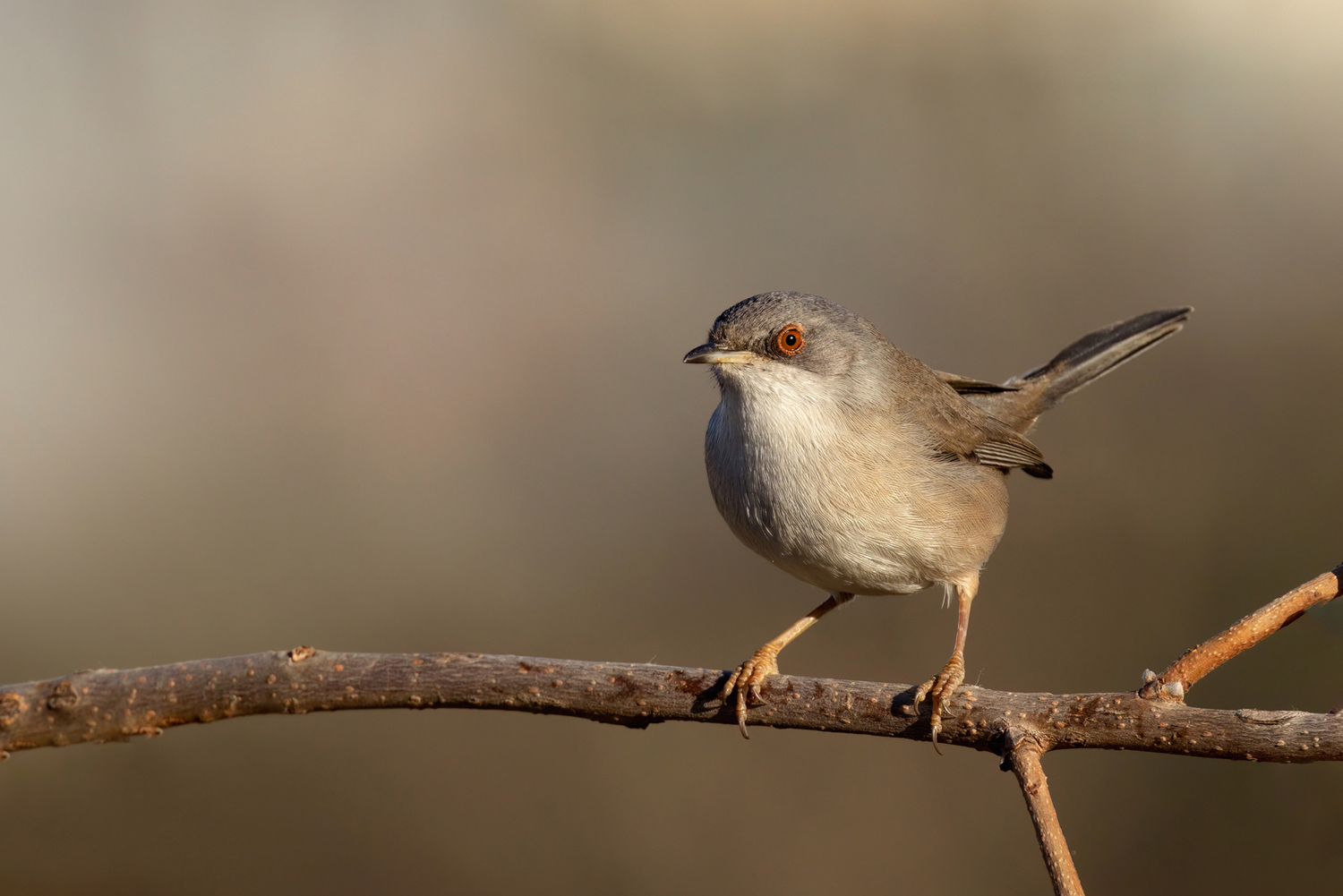 Occhiocotto (Sylvia melanocephala)