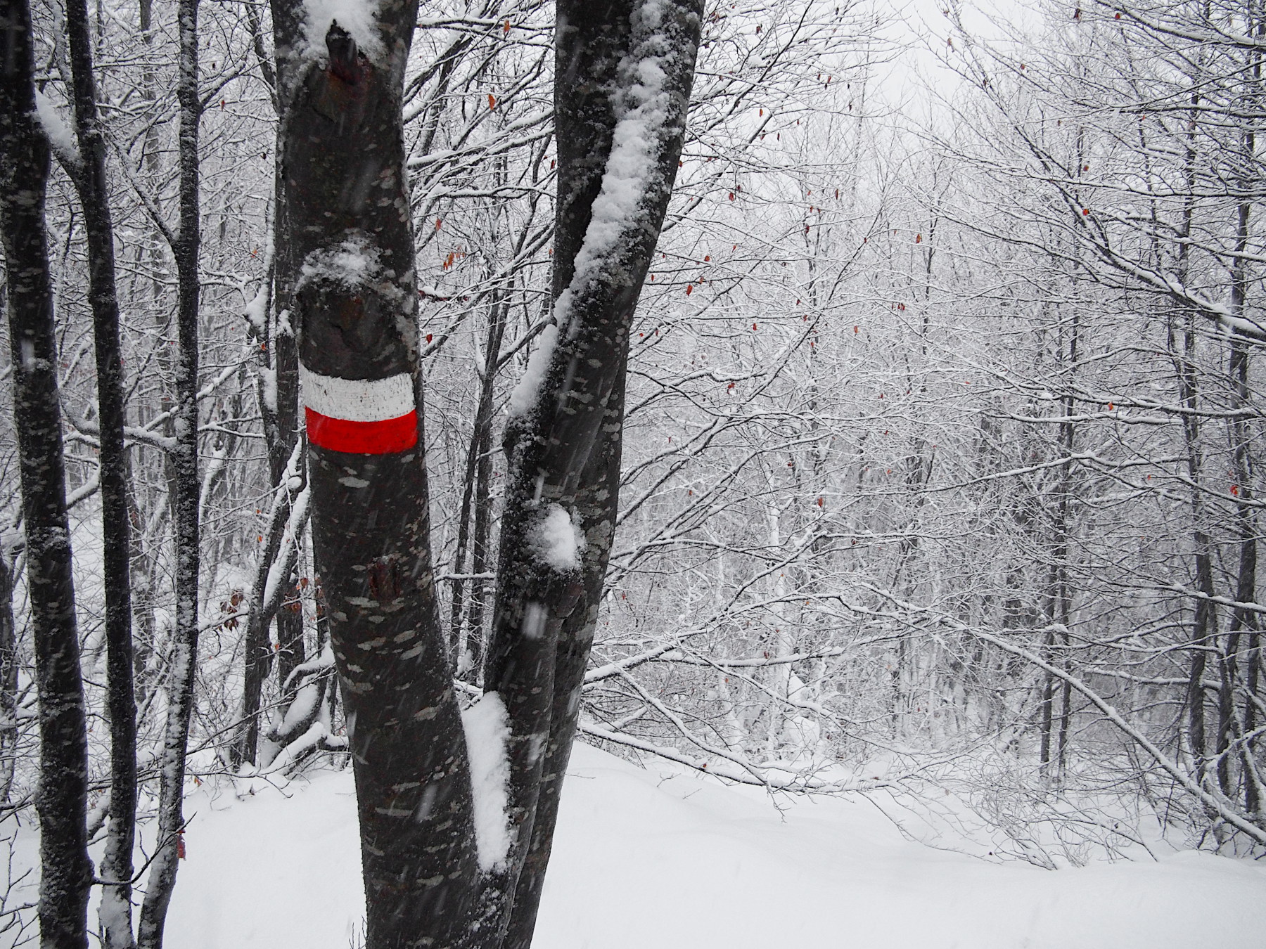 Segnavia nel bosco invernale