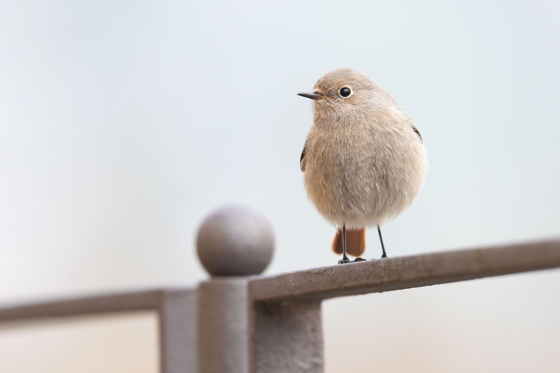 Codirosso spazzacamino (Phoenicurus ochruros)