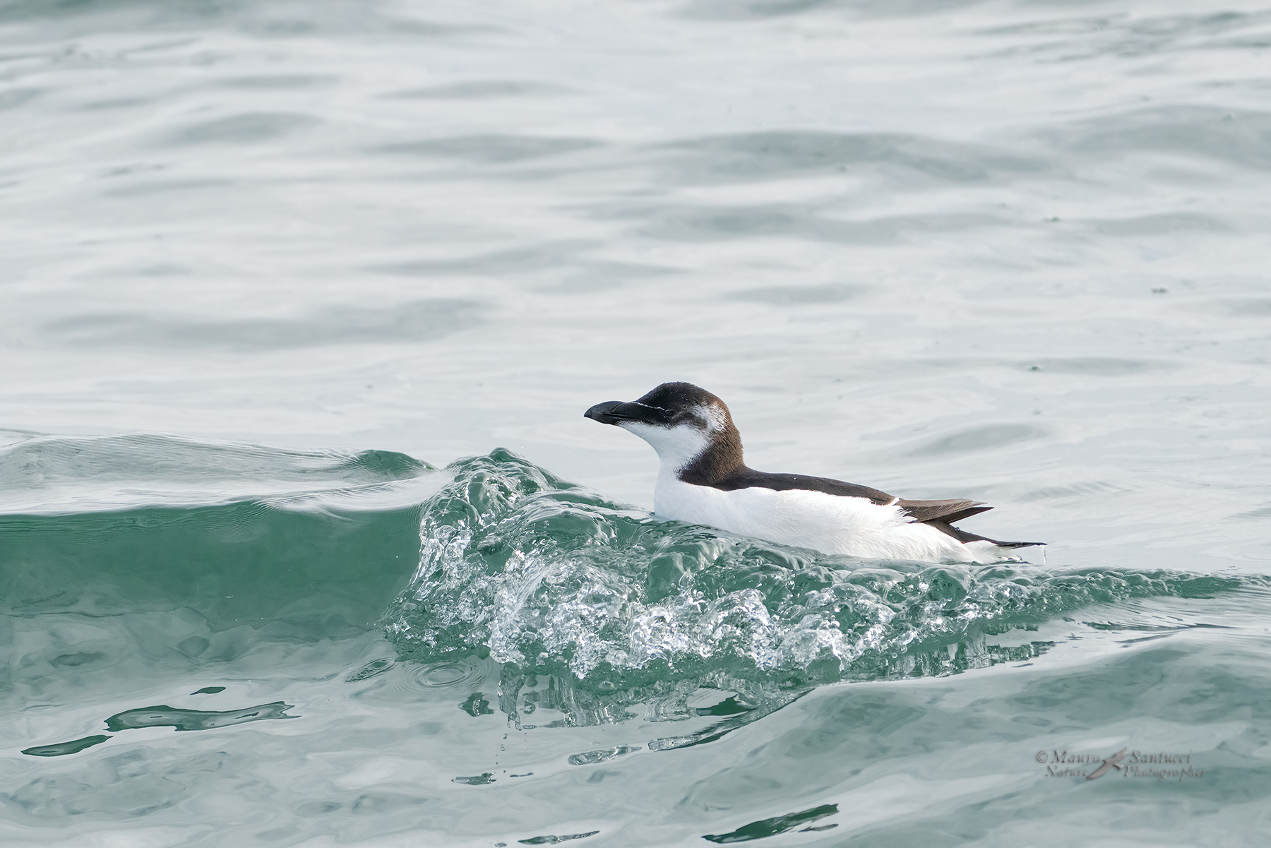 Gazza-marina-sull'onda_DSC09406