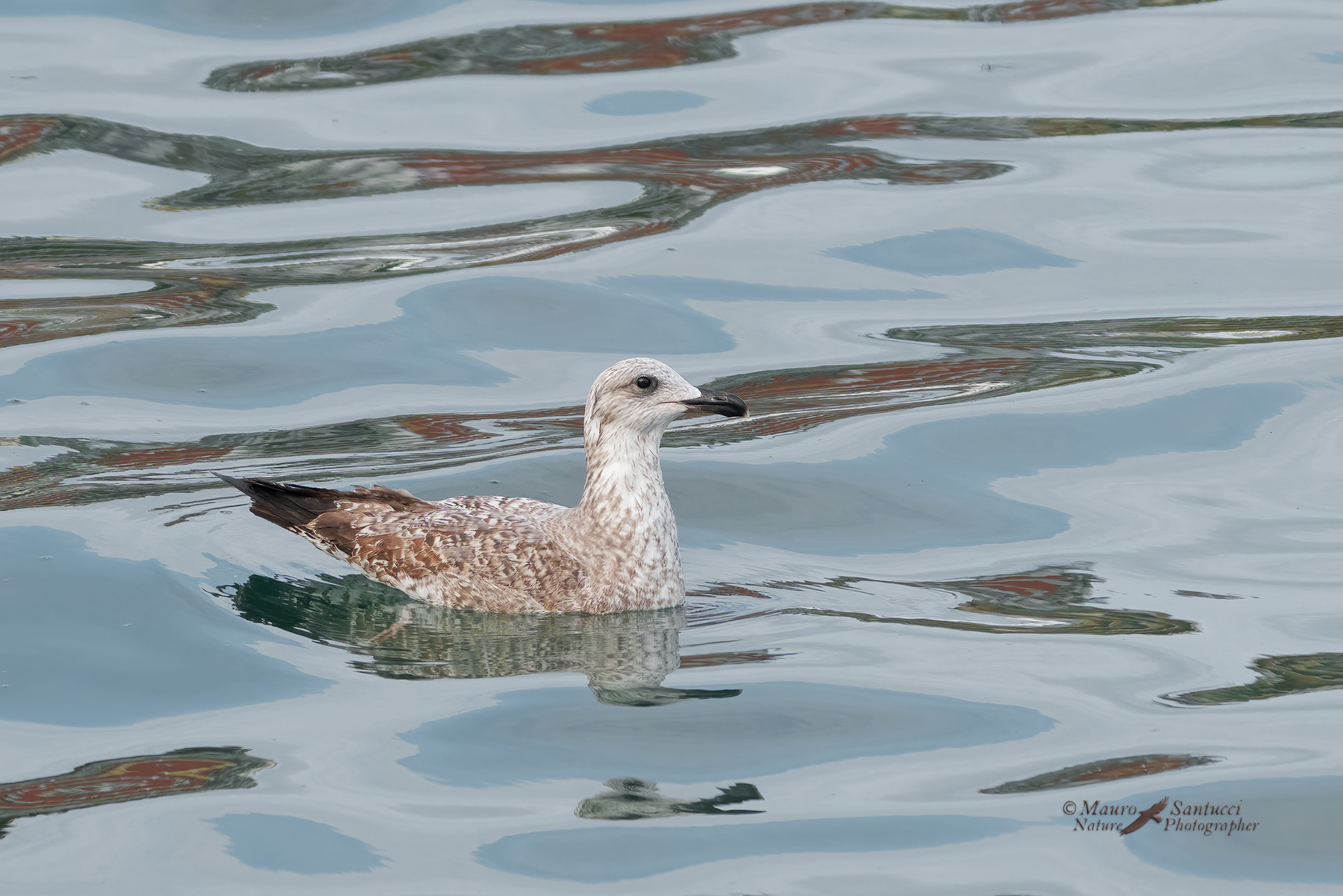 Gabbiano-reale_DSC09467