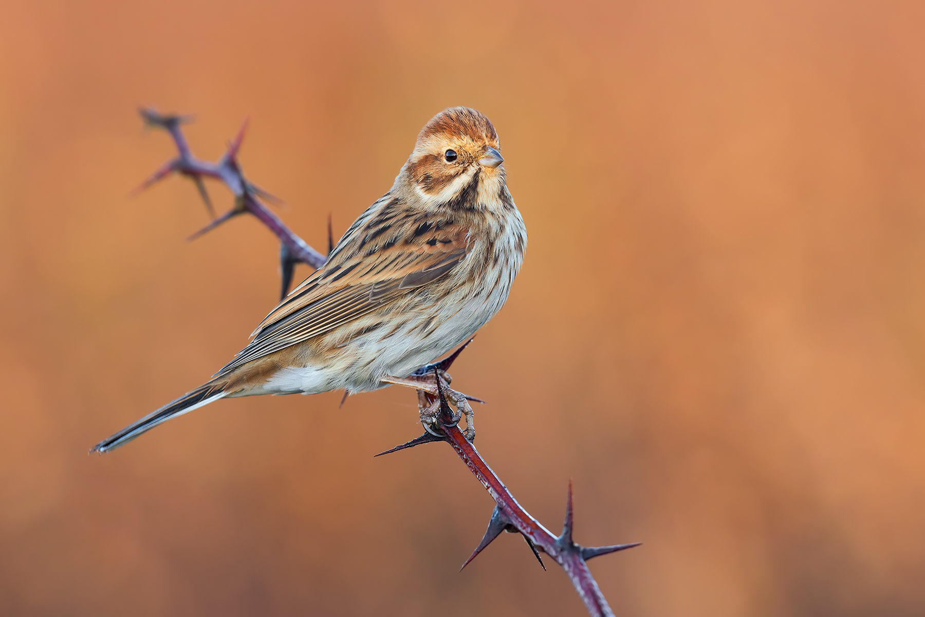 Migliarino di Palude