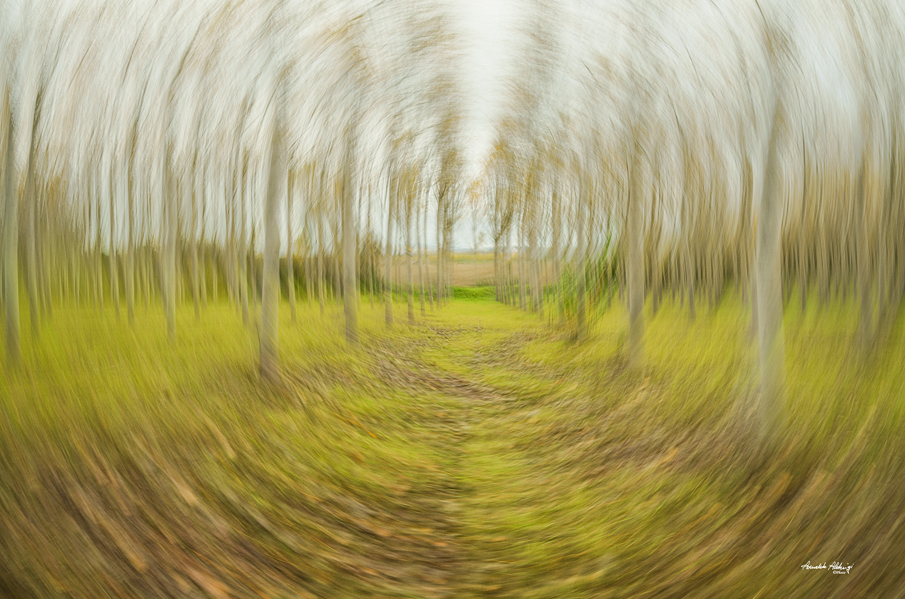 La faggeta in.."centrifuga"..