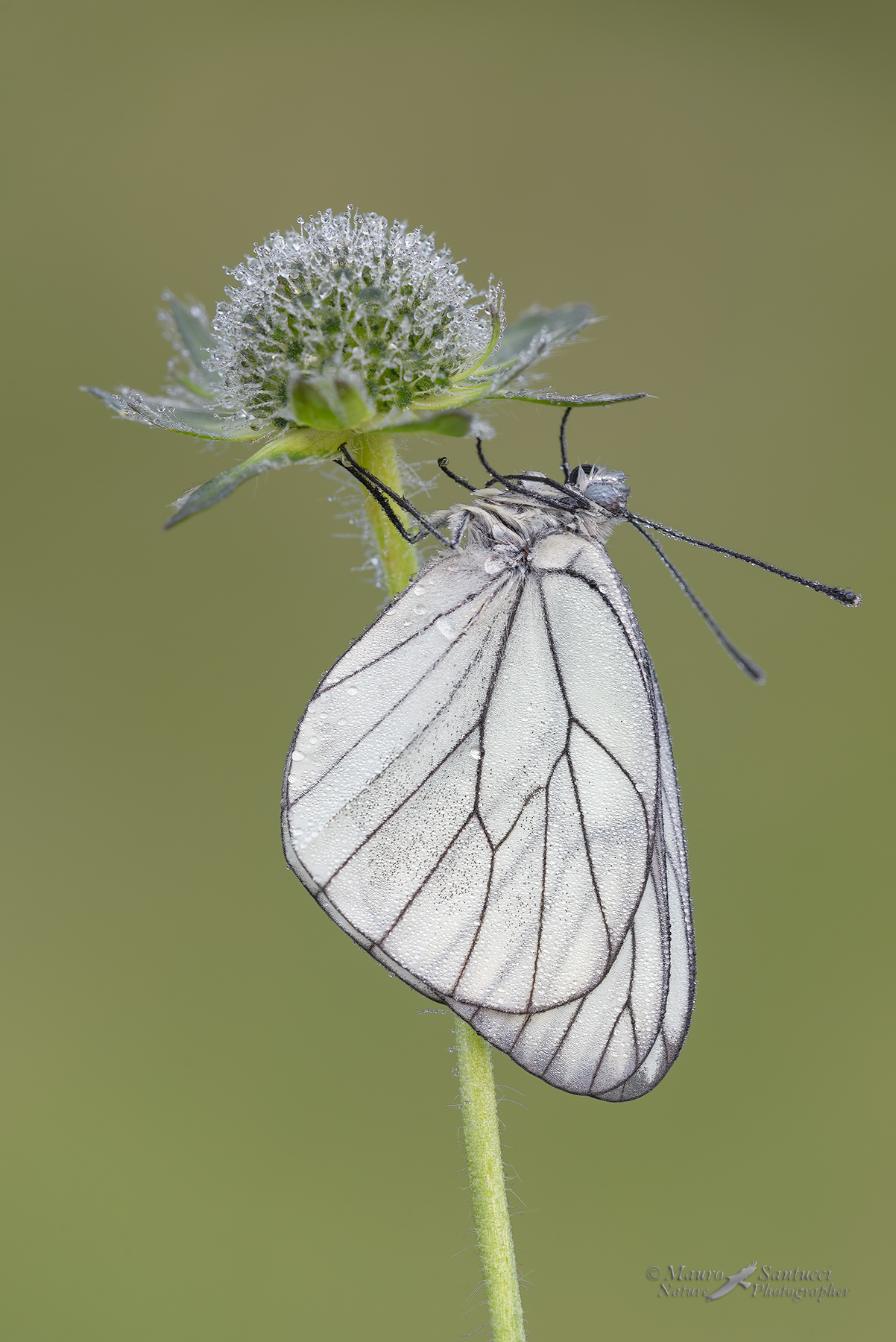 Aporia-cratagei_DSC1696