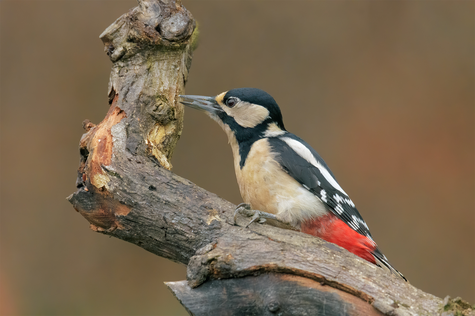 Picchio rosso maggiore