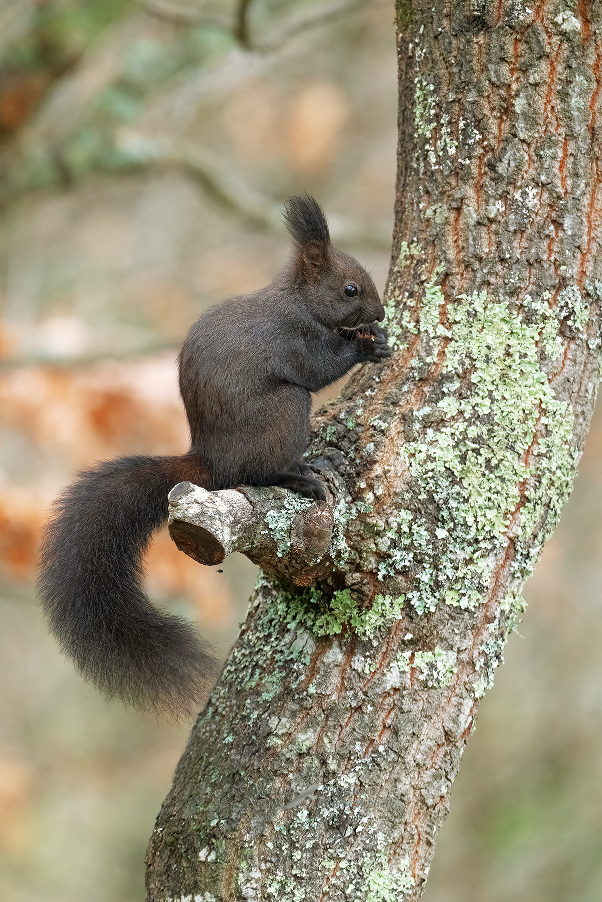 Scoiattolo-in-pausa-pranzo_DSC01313