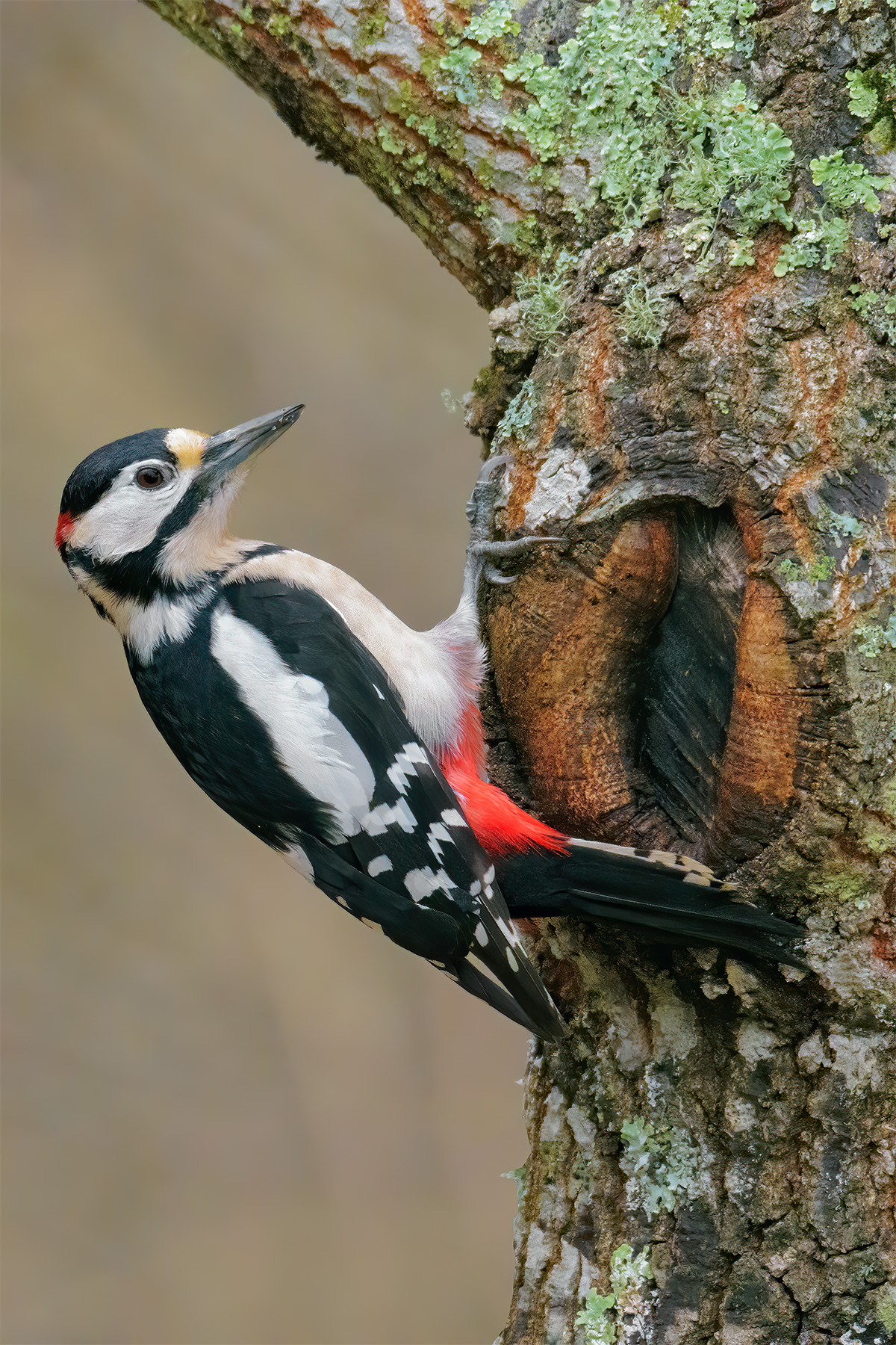 Picchio rosso maggiore